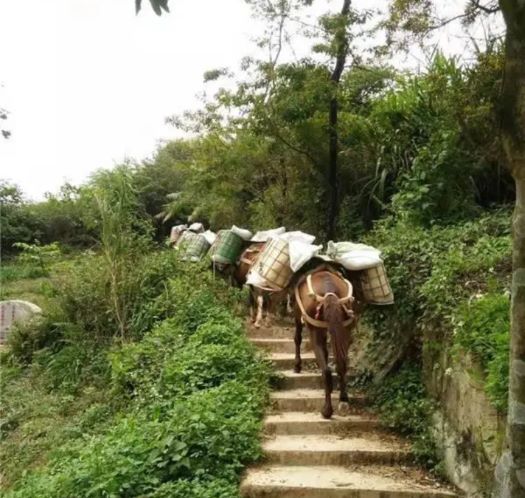 运城山区马帮运输