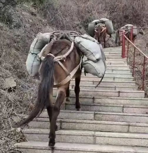 运城骡马运输