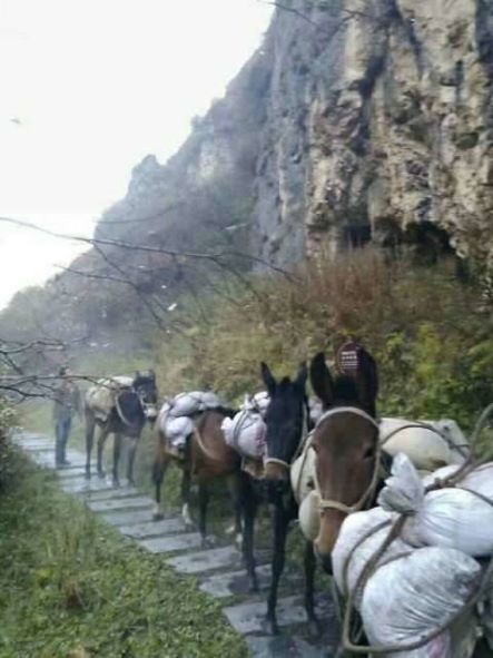 运城骡子运输队